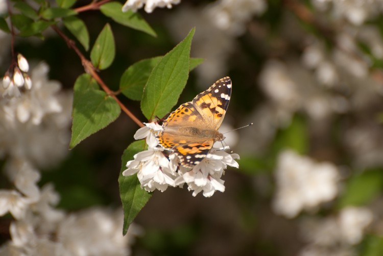 Fonds d'cran Animaux Insectes - Papillons petits papillons sur des fleurs blanches