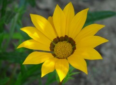 Fonds d'cran Nature Un gazania ensoleill