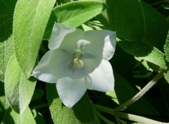 Fonds d'cran Nature Campanule  feuilles de pcher