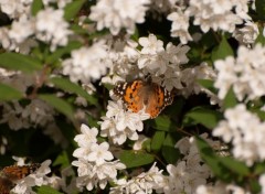 Wallpapers Animals Petits papillons sur des fleurs blanches