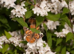 Wallpapers Animals petits papillons sur des fleurs blanches