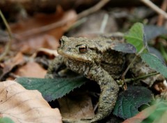 Fonds d'cran Animaux grenouille dans la fort