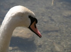 Fonds d'cran Animaux Goutte au bec du cygne