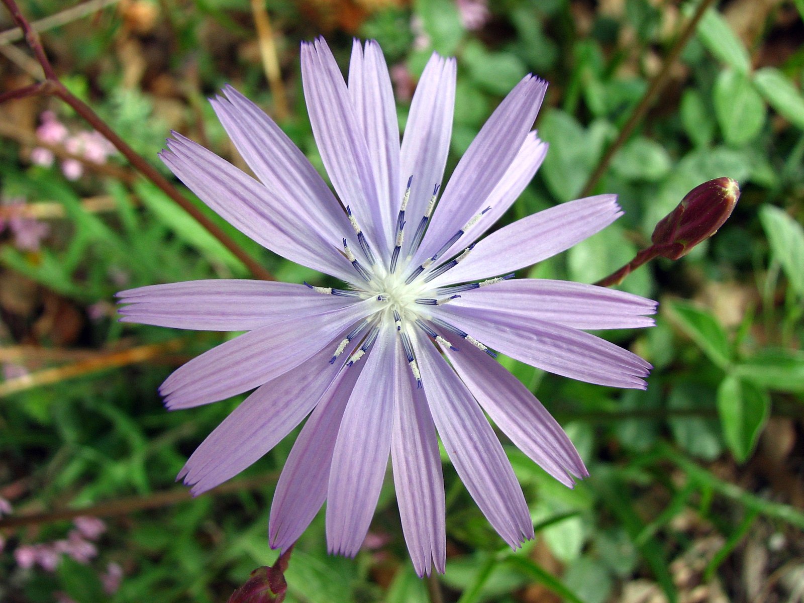 Wallpapers Nature Flowers laitue vivace