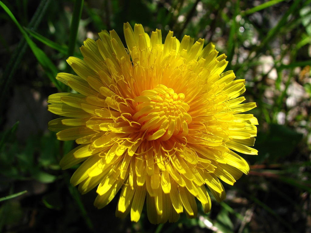 Fonds d'cran Nature Fleurs pissenlit