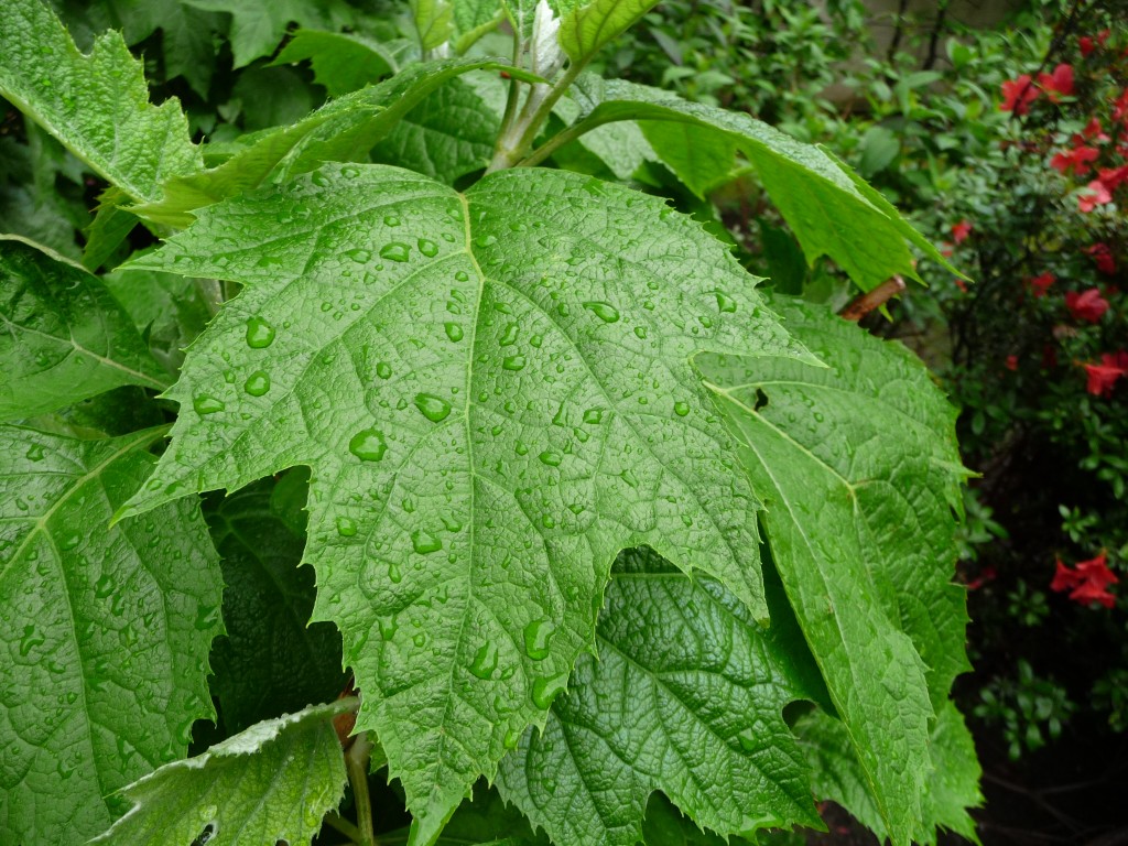 Fonds d'cran Nature Feuilles - Feuillages les lignes de la vie