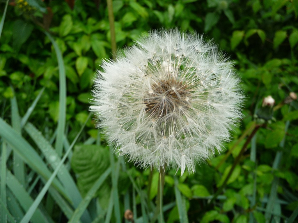 Wallpapers Nature Flowers on dirait un ballon