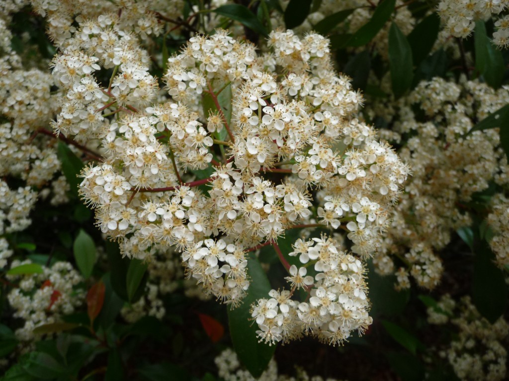 Wallpapers Nature Flowers on dirait du coton