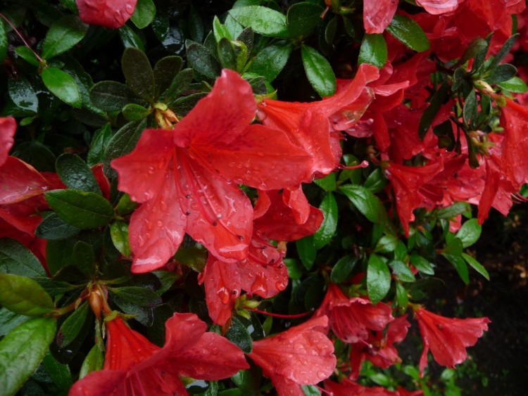 Fonds d'cran Nature Fleurs du rouge et du vert