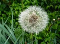 Wallpapers Nature on dirait un ballon