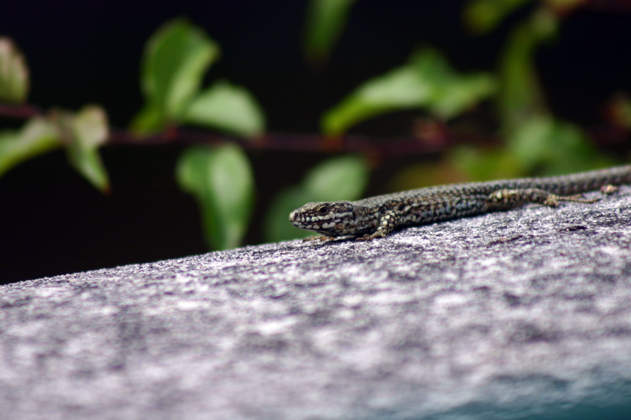 Fonds d'cran Animaux Lzards - Iguanes Lzard