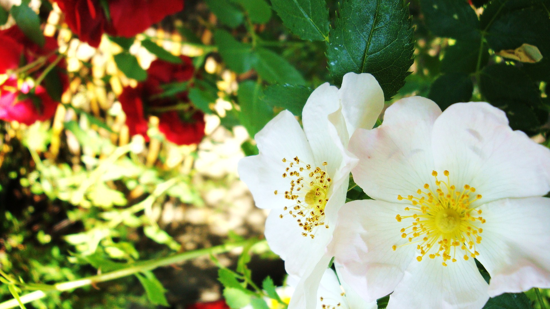 Fonds d'cran Nature Fleurs 