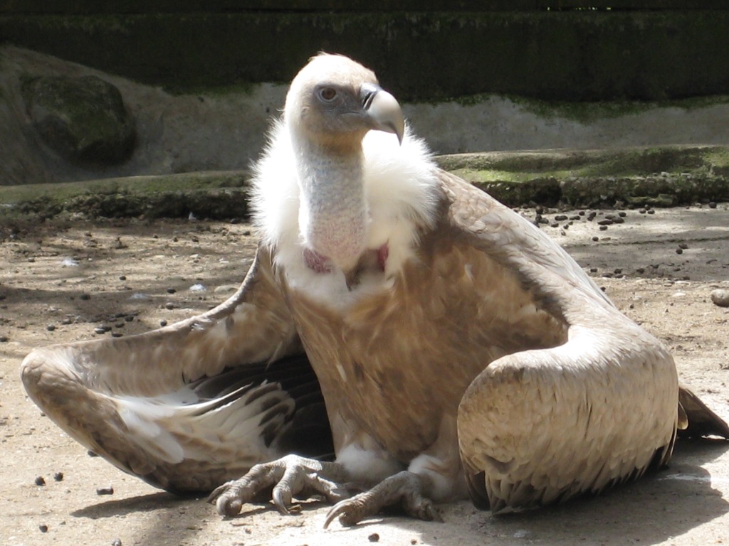 Fonds d'cran Animaux Oiseaux - Vautours Vautour assis