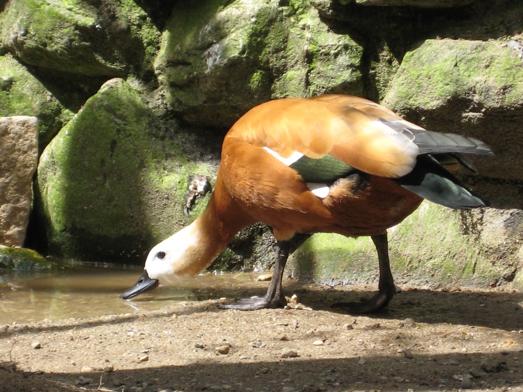 Wallpapers Animals Birds - Ducks Canard boit