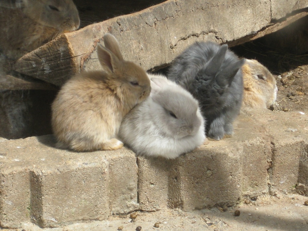 Fonds d'cran Animaux Lapins - Livres Lapins colls