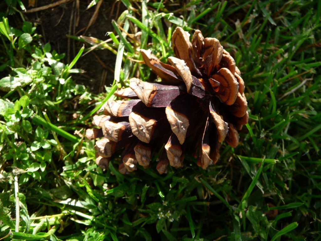 Fonds d'cran Nature Feuilles - Feuillages le pin quotidien