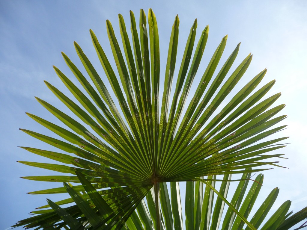 Wallpapers Nature Leaves - Foliage on dirait un ventail