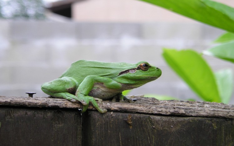 Wallpapers Animals Frogs - Toads reinette