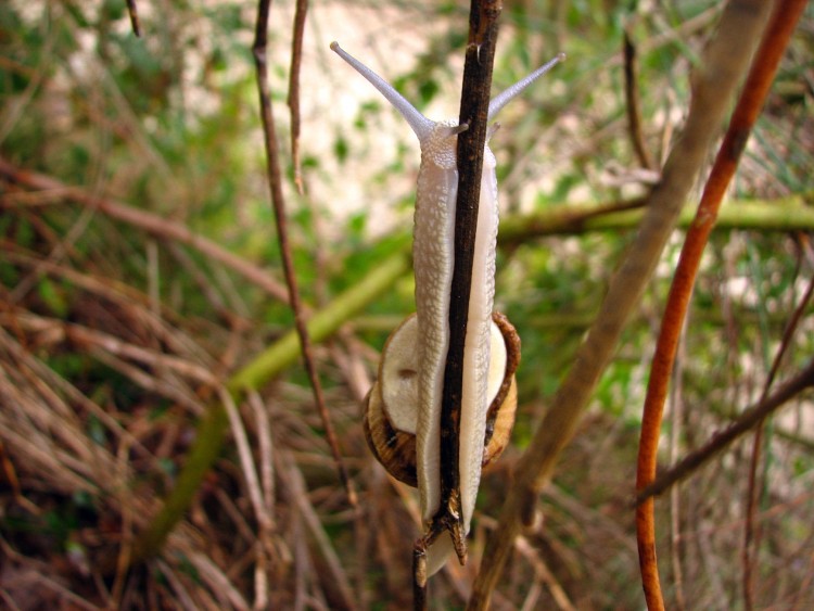 Fonds d'cran Animaux Escargots - Limaces T.GV.