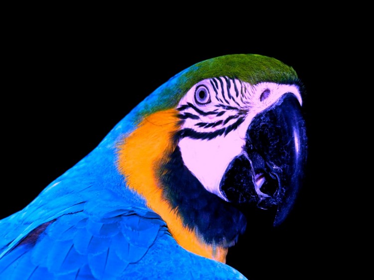 Wallpapers Animals Birds - Parrots Wallpaper N233675