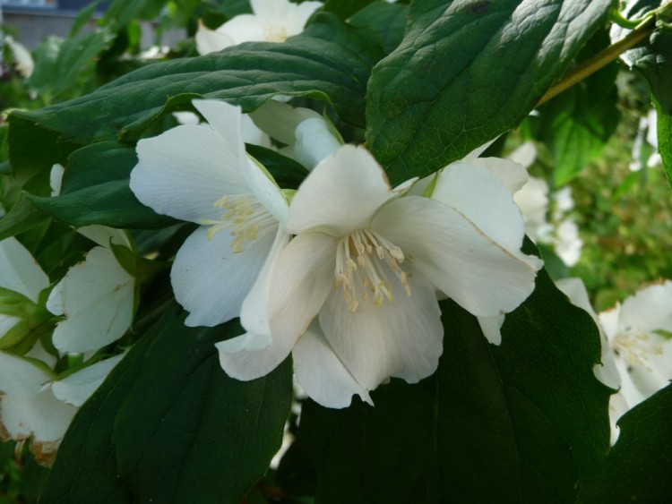 Wallpapers Nature Flowers on dirait des clochettes 