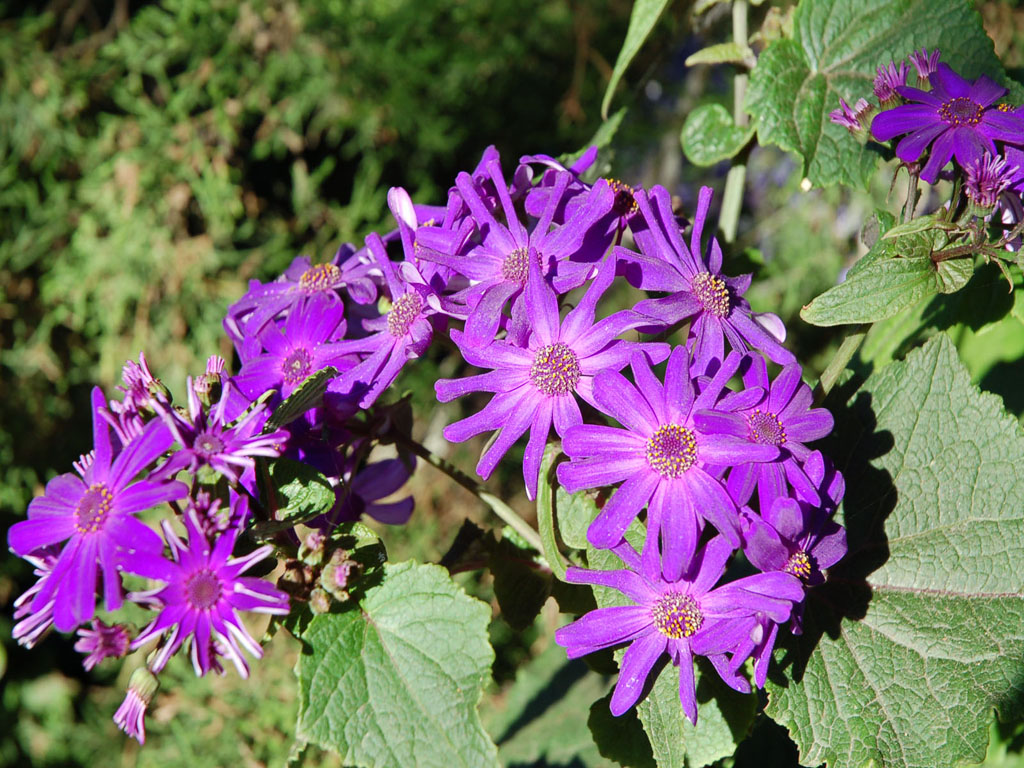 Fonds d'cran Nature Fleurs 