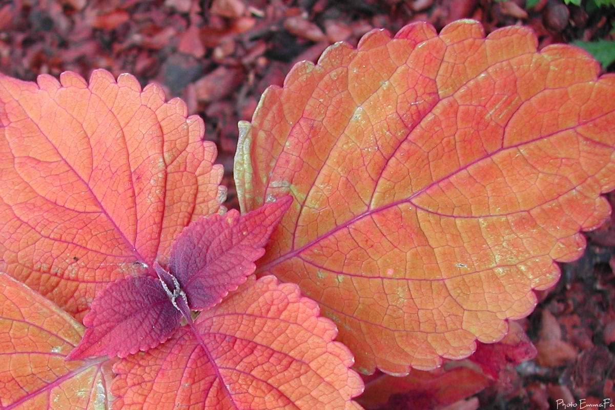 Fonds d'cran Nature Feuilles - Feuillages 