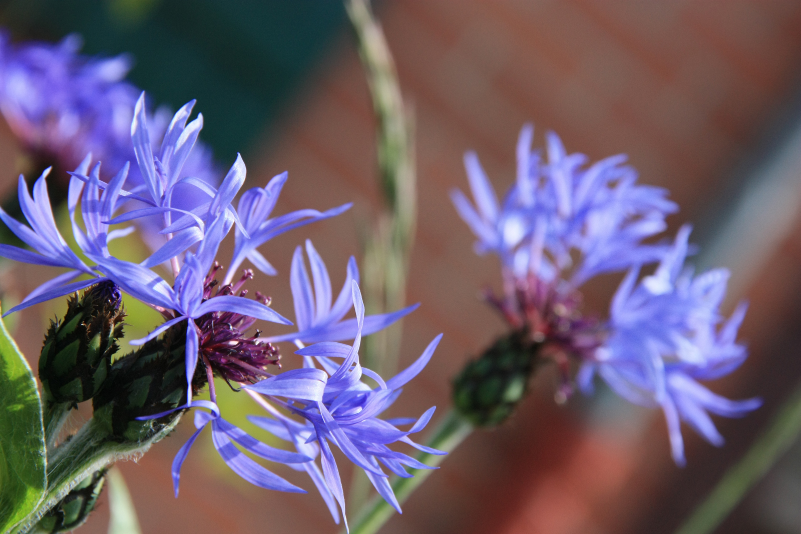 Wallpapers Nature Flowers violette flower