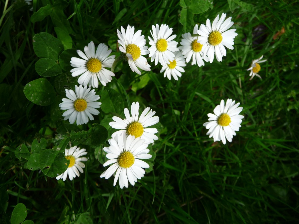 Wallpapers Nature Flowers une famille paquerette au complet