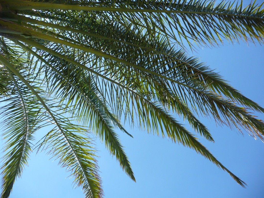 Fonds d'cran Nature Feuilles - Feuillages des feuilles dans l'azur