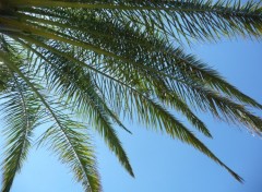 Fonds d'cran Nature des feuilles dans l'azur