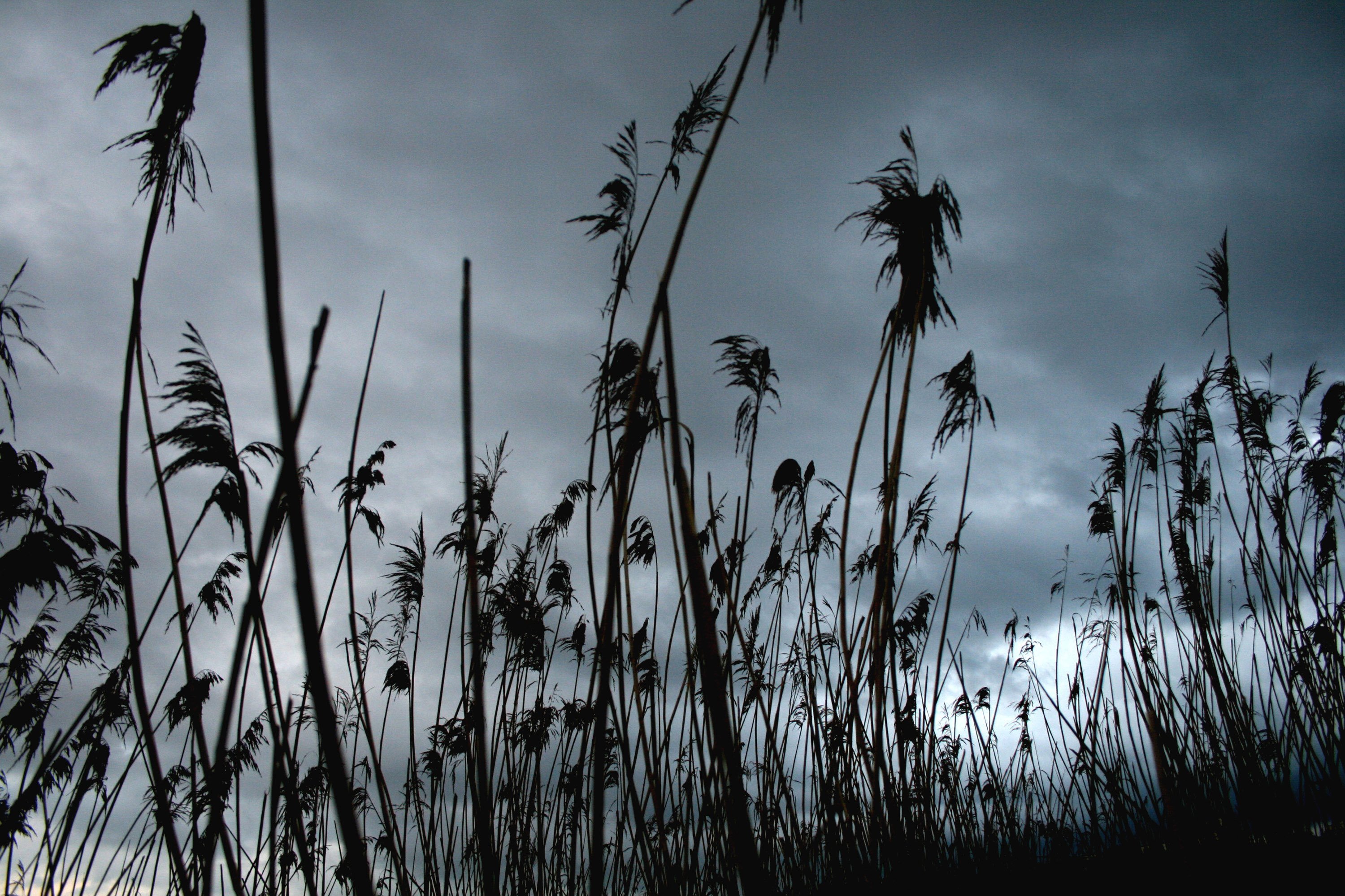 Wallpapers Nature Fields 