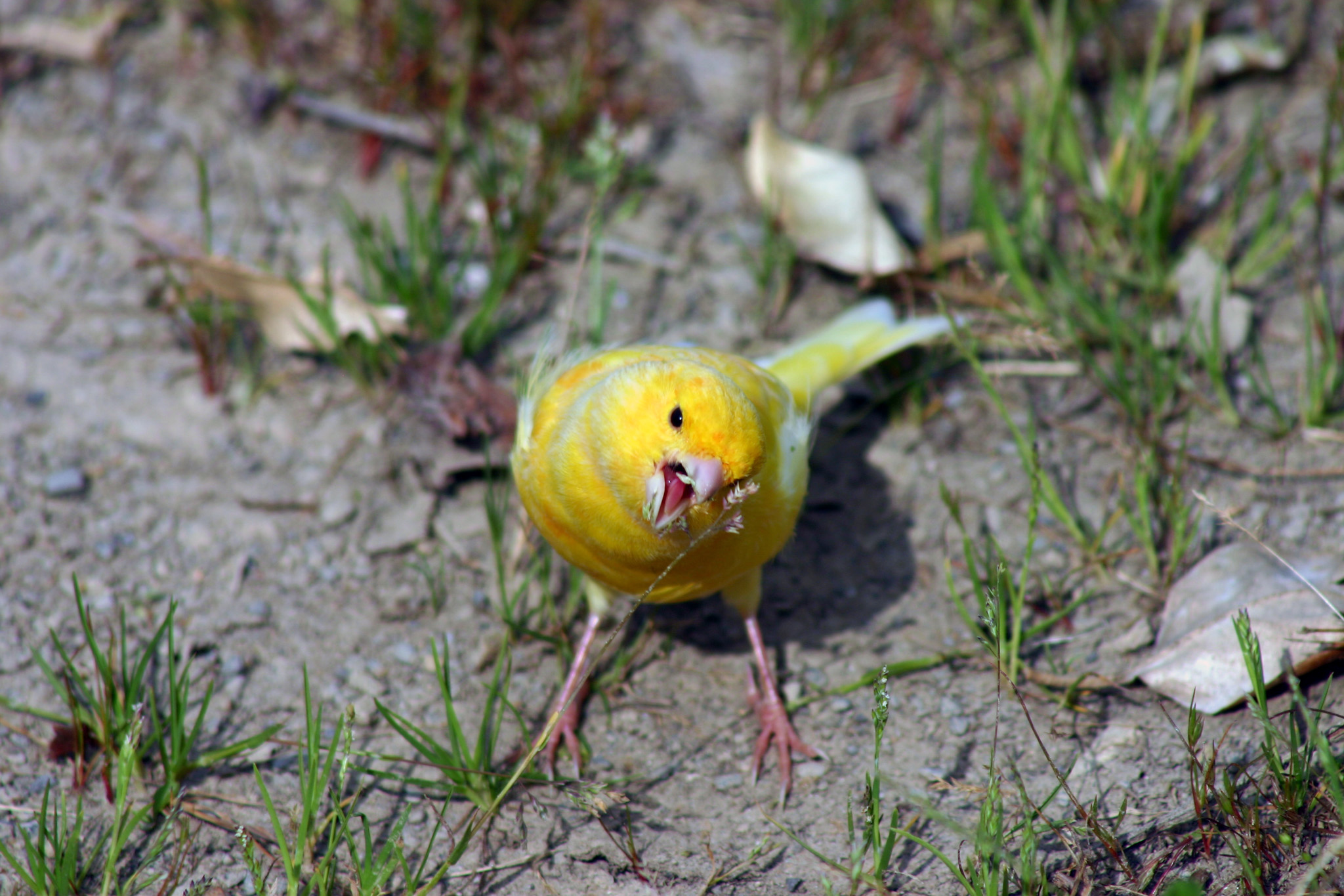 Fonds d'cran Animaux Oiseaux - Canaris tu vois pas que je mange ?