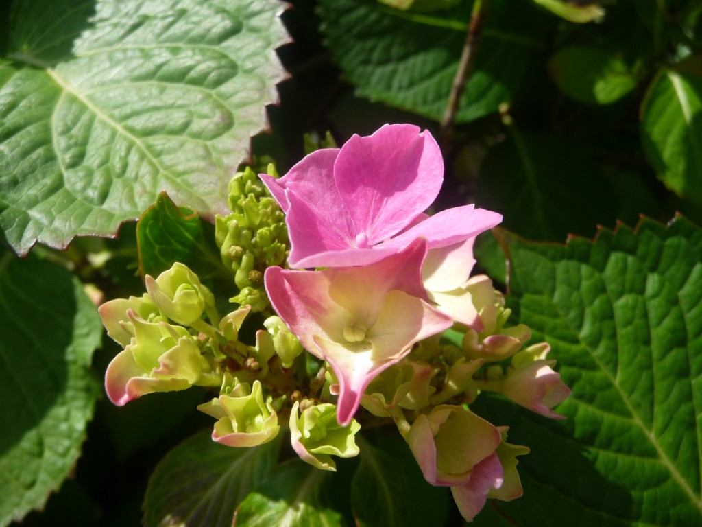 Fonds d'cran Nature Fleurs une belle composition