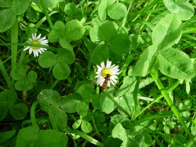 Wallpapers Nature Flowers une paquerette si seule