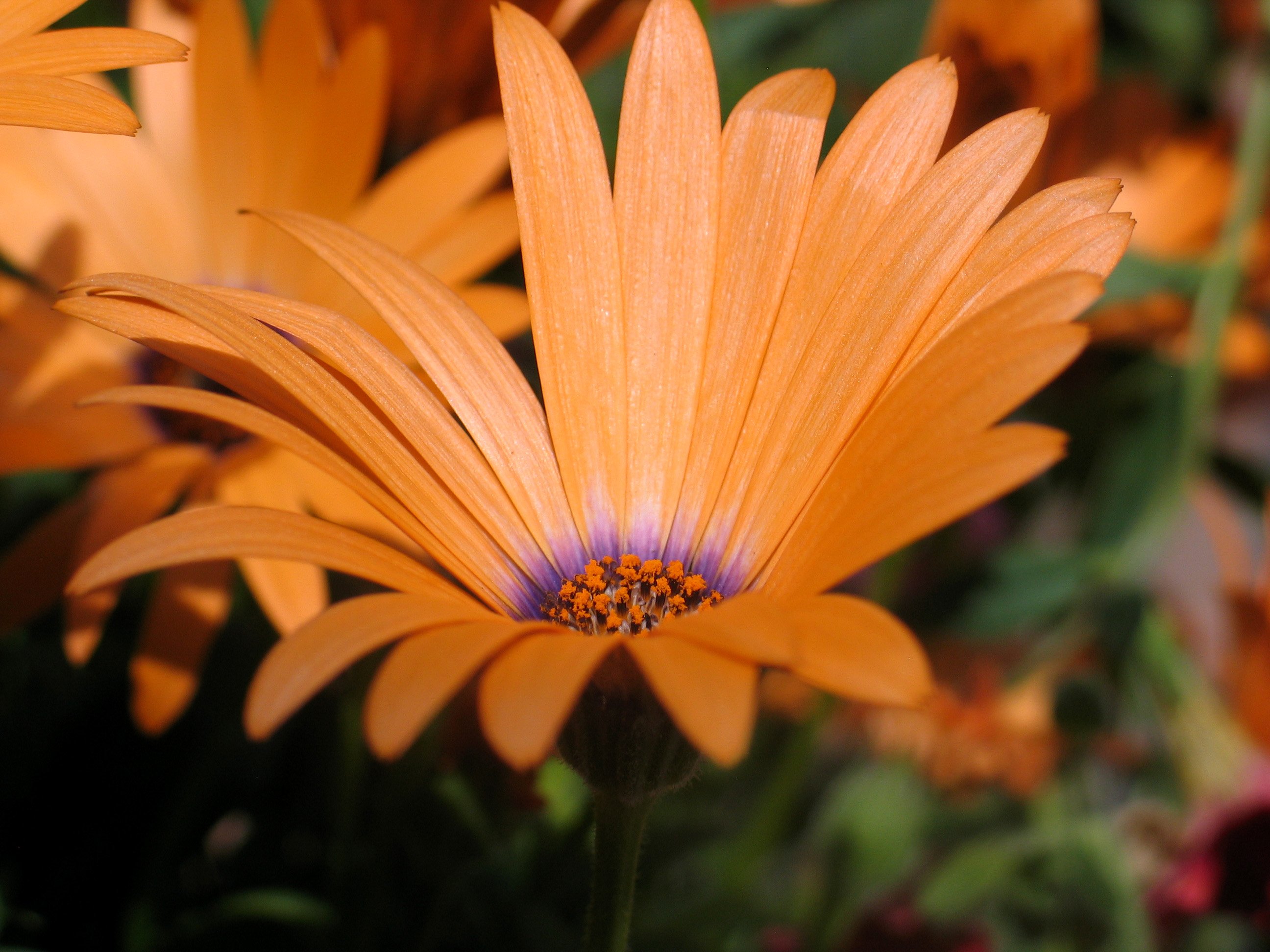 Fonds d'cran Nature Fleurs orange/violet