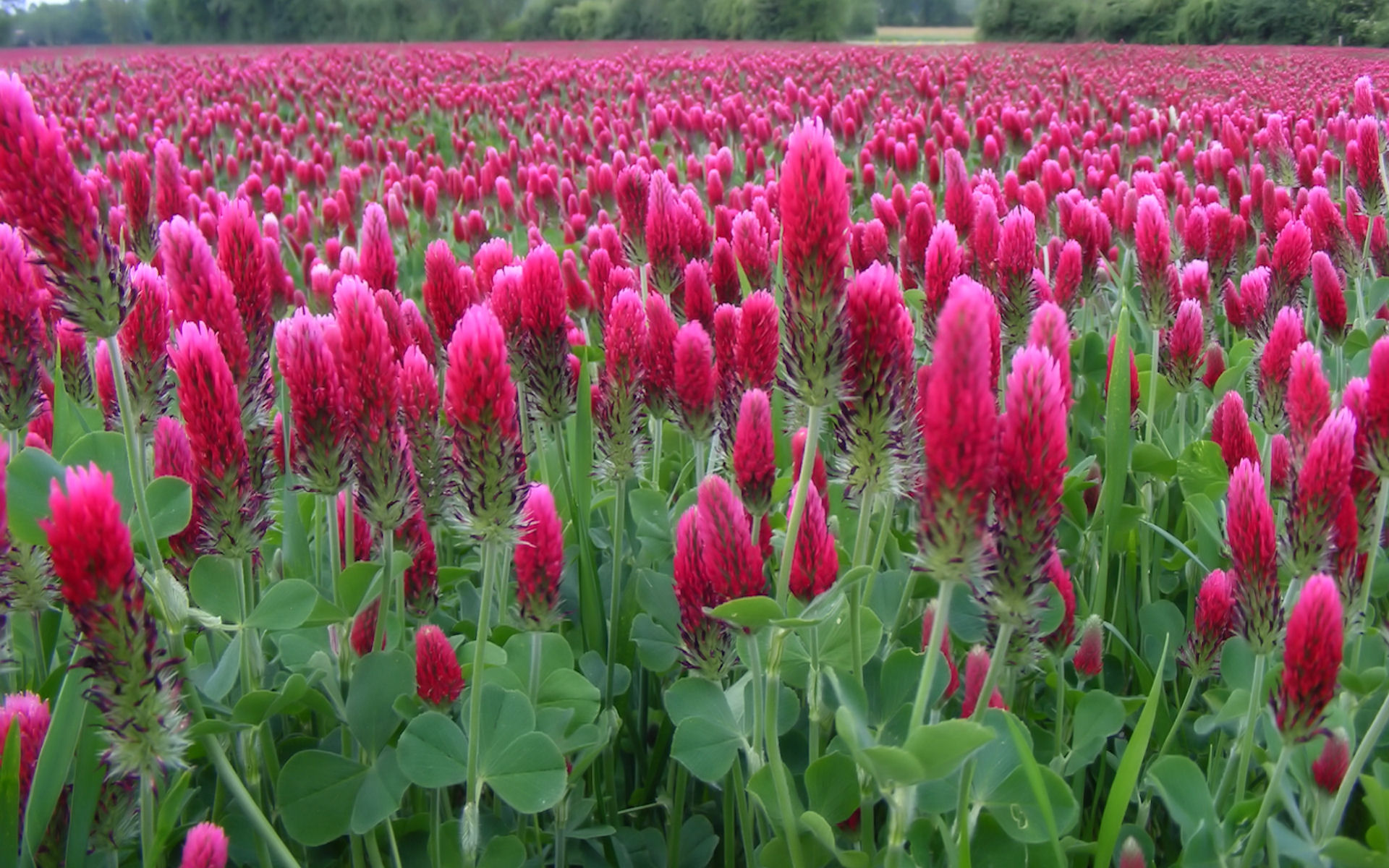 Fonds d'cran Nature Fleurs Champ de trfle