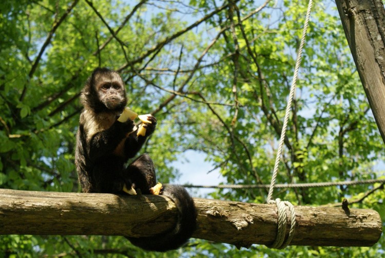 Fonds d'cran Animaux Singes La valle des singes, ROMAGNE (86)