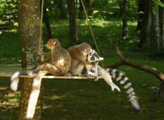 Fonds d'cran Animaux La valle des singes, ROMAGNE (86)