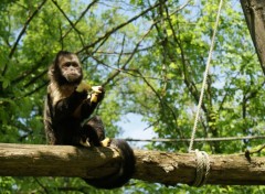 Fonds d'cran Animaux La valle des singes, ROMAGNE (86)