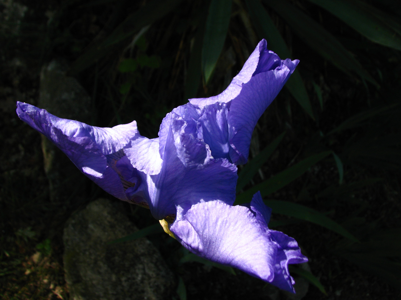 Fonds d'cran Nature Fleurs iris