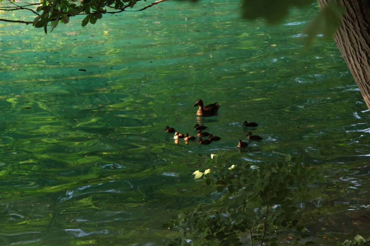 Fonds d'cran Animaux Oiseaux - Canards la protection maternelle