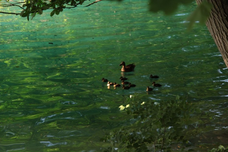 Fonds d'cran Animaux Oiseaux - Canards la protection maternelle