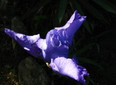 Fonds d'cran Nature iris