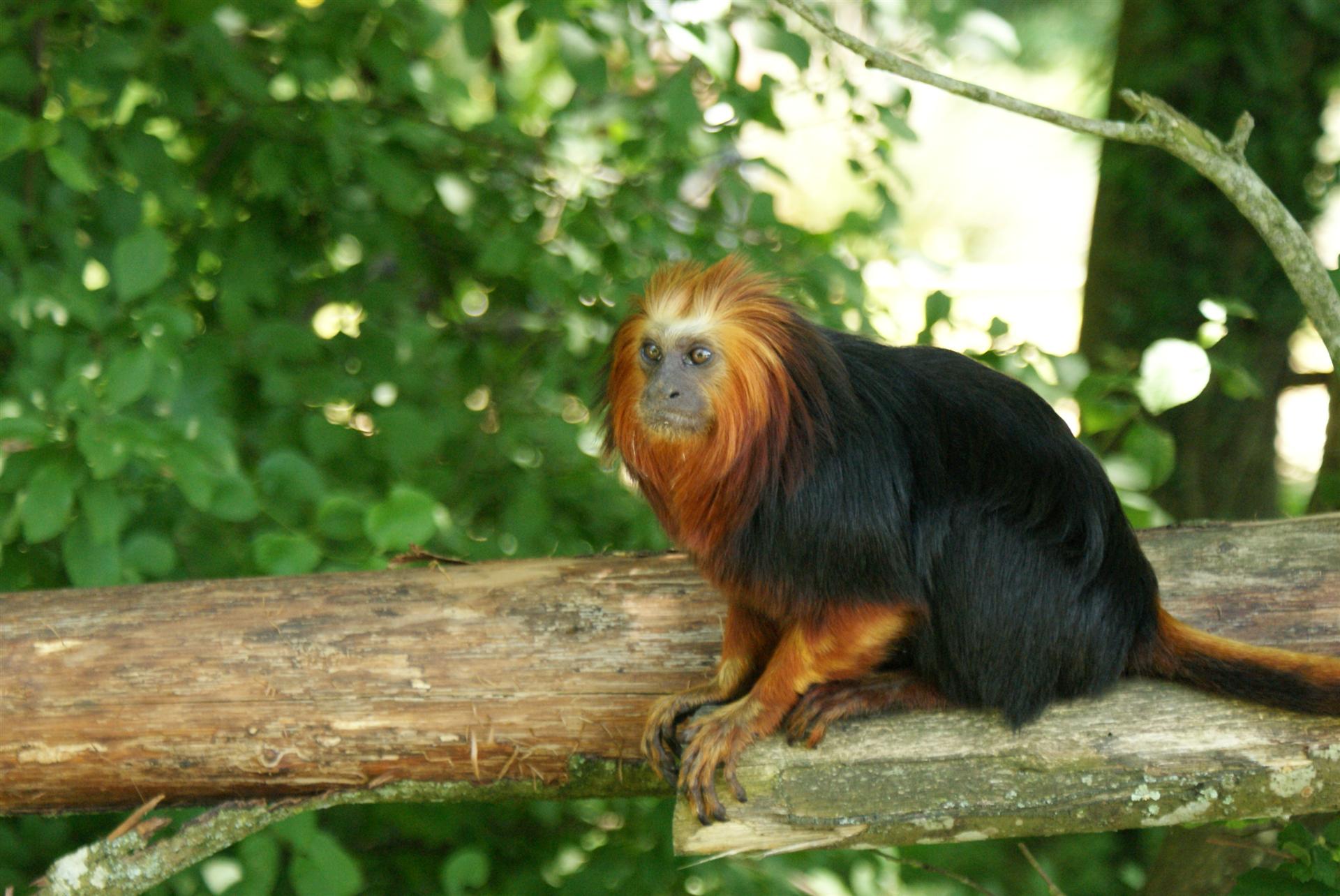 Fonds d'cran Animaux Singes La valle des singes, ROMAGNE (86)