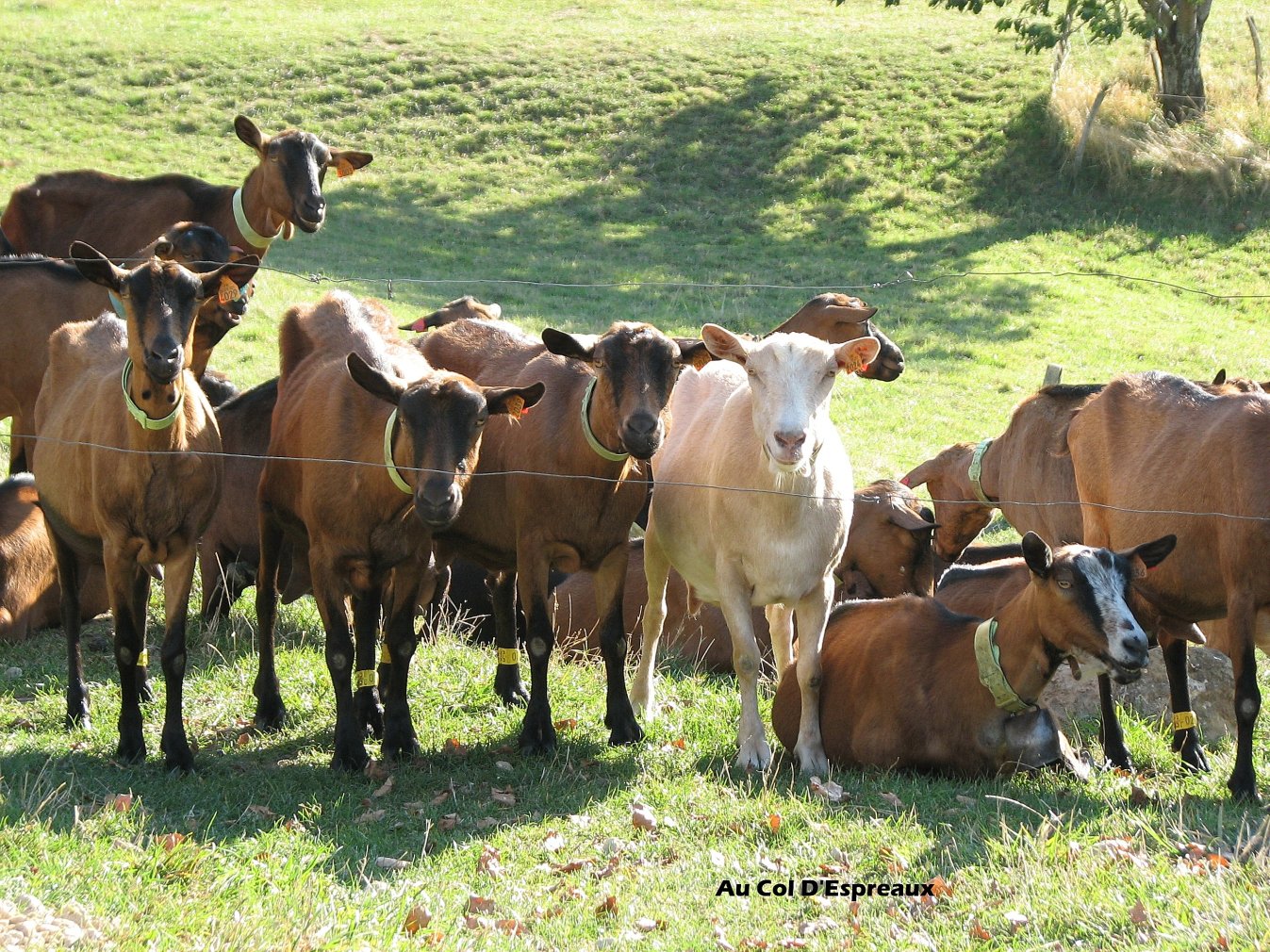 Fonds d'cran Animaux Chvres Des amies.......