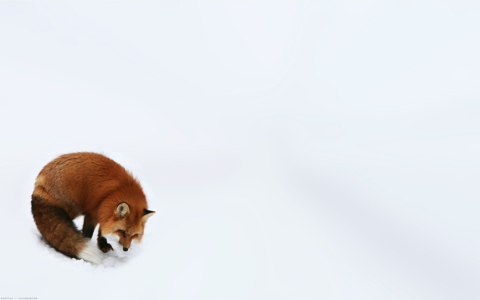 Wallpapers Animals Foxes Firefox !