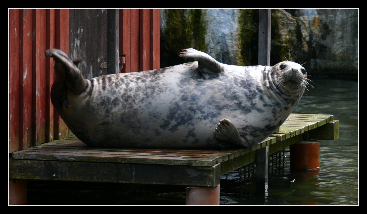 Fonds d'cran Animaux Vie marine - Phoques Phoque Relax