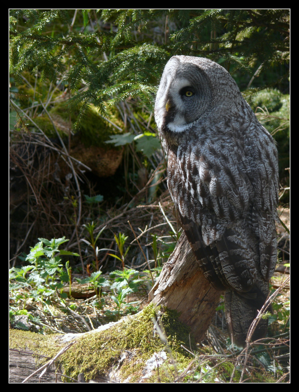 Fonds d'cran Animaux Oiseaux - Hiboux et Chouettes Chouette Lapone