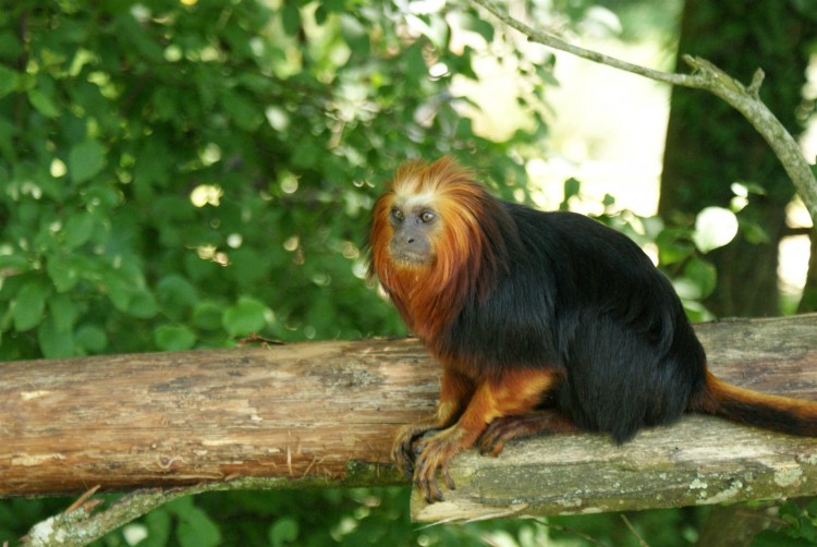 Fonds d'cran Animaux Singes La valle des singes, ROMAGNE (86)